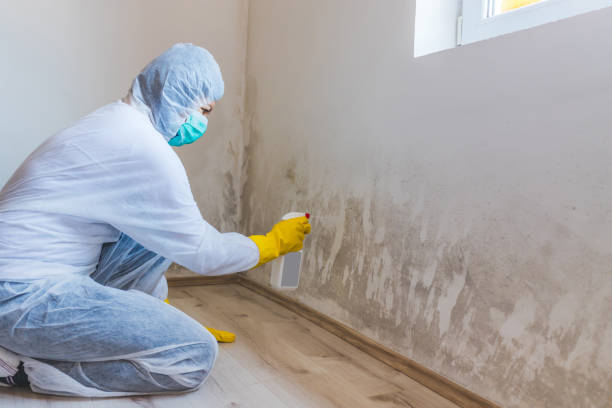 Licensed Mold Inspection service in Island Lake, IL - WQB Mold Removal